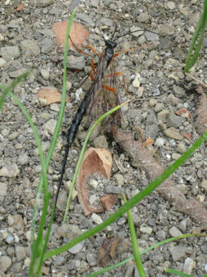 Ichneumonidae (Pimplinae Ephialtini )